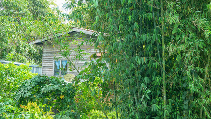A tropical forest little house with a bamboo grove on the island of Borneo. © max5128
