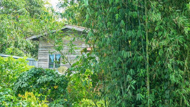 A tropical forest little house with a bamboo grove on the island of Borneo.