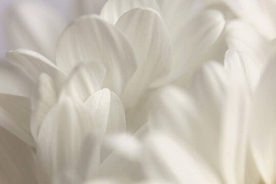 Smoke close-up selective soft focus cream white, beige Chamomile, chrysanthemum, aster Flower Petals. Natural art blur neutral background.