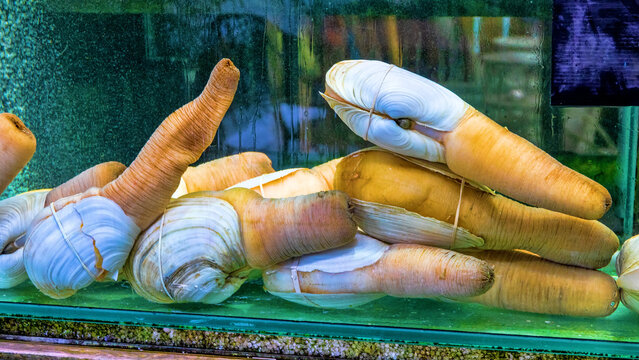Wet markets of Asia. Soft clam gweduck (Panopea japonica) with huge siphons in an aquarium on the market, body weight 1.5 kg, with a siphon length of up to 1 m. Malaysia. Andaman Sea.