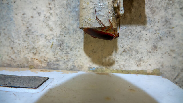 German cockroach in a public kitchen with moderate sanitation, household pest, insect pests, infection carrier