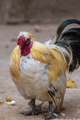 Proud rooster with vibrant colors  perfect for farmrelated designs, agriculture brochures, or poultry product packaging. Great for countrythemed content.