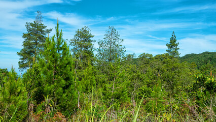 Fototapeta premium Tropical rainforest on volcanic islands during monsoon season. Mountain forest. coniferous species (Pinus merkusii) close to the subalpine meadow. Spice islands. Indonesia