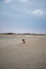 Flashy Fawn Boxer Puppy Running on the Beach (8-11 Weeks Old)