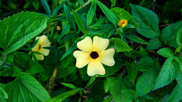 Naturalized black-eyed Susan vine (Thunbergia alata) climbing plant species in the family Acanthaceae in rain forest of Borneo Island. Rain season