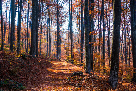 Forest road surrounded by trees in autumn on Mount Goc in Serbia.