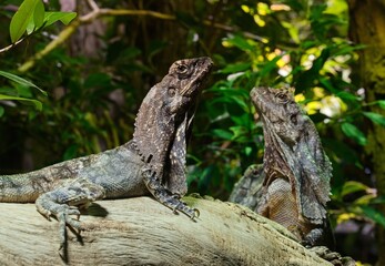 Fototapeta premium Frilled lizard