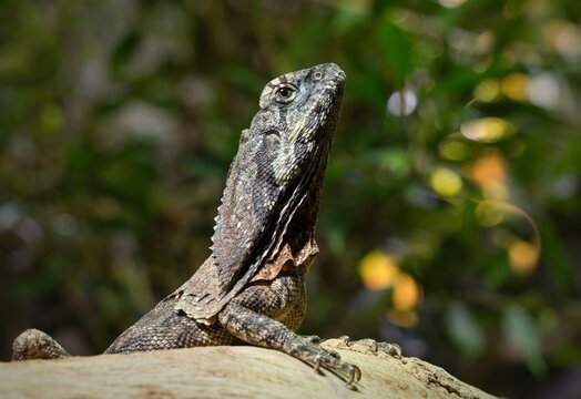 Frilled lizard