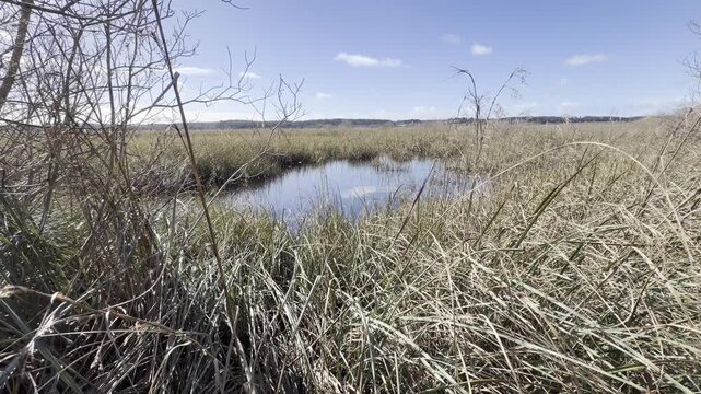 Shallow pond among reeds of Lake Hourtin marsh used as spawning ground by pike Esox lucius. Invasive mosquitofish Gambusia holbrooki hunt the eggs despite their introduction for mosquito control.