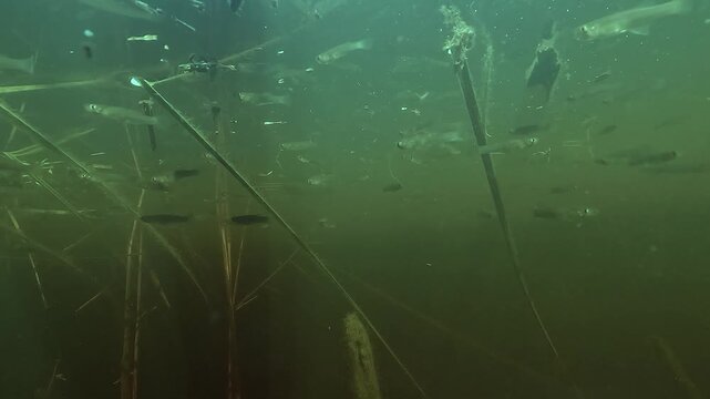 Mosquitofish Gambusia holbrooki swim just under the surface in green brackish marsh water near reeds at Lake Hourtin. Introduced for mosquito control this invasive fish preys on eggs and larvae.