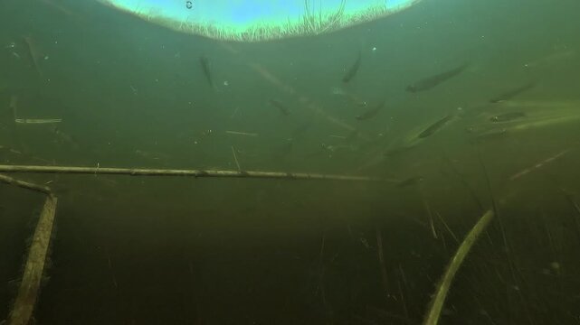 Mosquitofish Gambusia holbrooki swim just below the surface in green marsh water of Lake Hourtin. Introduced for mosquito control this invasive fish harms native fauna by eating eggs and larvae. 