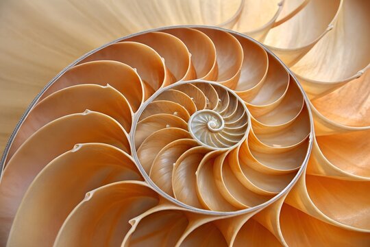 nautilus shell spiral closeup with natural fibonacci pattern golden ratio symmetry marine abstract texture
