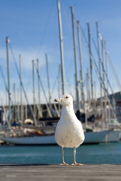 Seagull in Darsena Nacional port in Barcelona, Spain, Europe