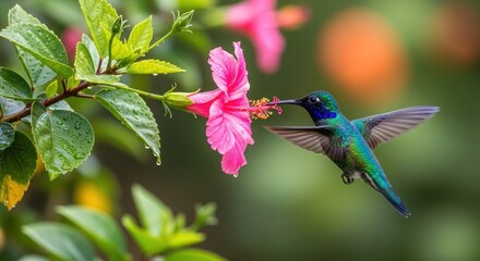 Fototapeta premium A vibrant blue and green hummingbird sips nectar from a bright pink flower