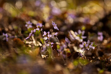 Fioletowy wiosenny kwiat - przylaszczka pospolita (anemone hepatica), makro kwiatów w lesie.  © mycatherina