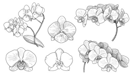 engraved orchid flowers and branches © Andrii_Oliinyk