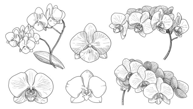 engraved orchid flowers and branches