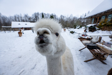 Fototapeta premium A white alpaca leans toward the lens on a snowy winter farm with timber cabins, a sled with blankets, and other alpacas roaming under an overcast sky.
