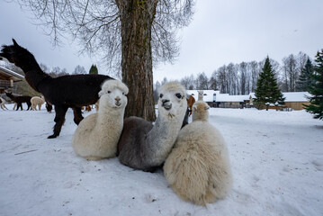 Fototapeta premium Cream, gray, and white alpacas huddle by a bare tree in a snowy paddock, with more alpacas near wooden farm buildings and evergreen trees under an overcast sky.