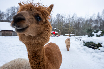 Fototapeta premium A curious brown alpaca fills the frame, muzzle near the lens, with another on a snowy path, rustic barns and fences, leafless trees, wide angle, overcast light.