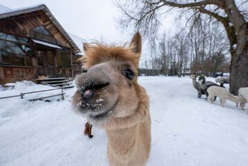Fototapeta premium A curious alpaca presses its frosty nose to a wide angle lens in a snowy paddock, other alpacas linger by a leafless tree and rustic wooden barn in overcast light.