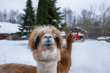 Fototapeta premium Two fluffy alpacas stand in a snowy farmyard. One gazes into the camera, another looks toward a small barn and a red sled. Soft light and shallow depth emphasize muzzles.