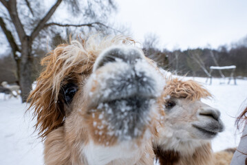 Fototapeta premium Two fluffy alpacas press toward the camera in a snowy paddock, one nose dusted in frost, the other peering from the side, soft overcast light and shallow depth of field.