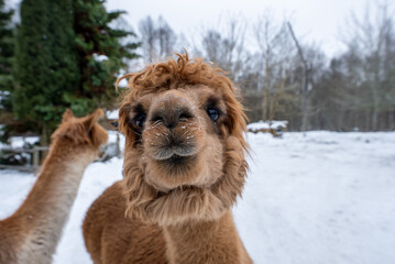 Fototapeta premium A curious alpaca with a snow dusted cinnamon brown muzzle peers into the camera, another alpaca turns away, evergreen trees and bare branches suggest a rural farm setting.