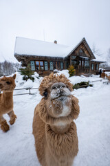 Fototapeta premium A curious alpaca stands near the lens with snow on its snout, another lingers left, in a snowy paddock by a rustic wooden lodge with steep roof and timber details.