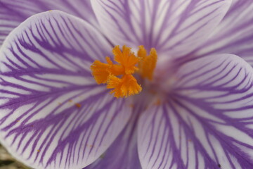 Macro close up of purple striped crocus flower stigma  © Mateusz