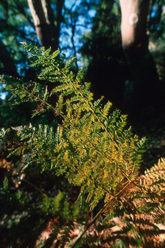 close-up of a fern leaf, likely a species such as a maiden fern or tree fern, captured in a dark, forested setting. Felce (Pteridium aquilinum) Monte Limbara, Sardegna, Italia. Monte Limbara, Tempio, 