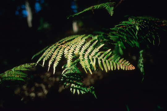 close-up of a fern leaf, likely a species such as a maiden fern or tree fern, captured in a dark, forested setting. Felce (Pteridium aquilinum) Monte Limbara, Sardegna, Italia. Monte Limbara, Tempio, 