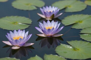 Elegant Water Lilies Reflecting in Tranquil Water