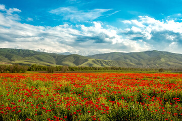 Blooming red poppy fields with mountain landscape in the background in Kazakhstan. Scenic spring meadow covered with wild poppies against majestic mountain scenery in Central Asia © Tatyana_Drujinina