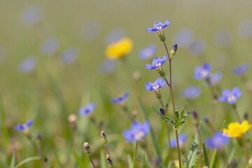Fototapeta premium Blooming Bluebells in Spring Meadow