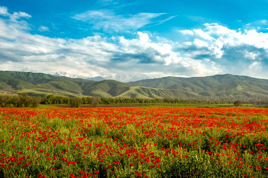 Blooming red poppy fields with mountain landscape in the background in Kazakhstan. Scenic spring meadow covered with wild poppies against majestic mountain scenery in Central Asia