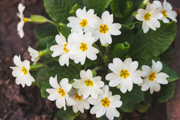 Obraz premium Close up photo of geranium flowers.