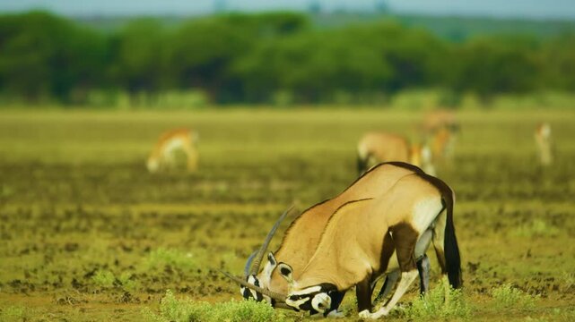 A pair of male gemsbok fighting for dominance. Oryx gazella animals wildlife South Africa.