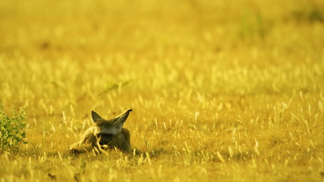 The bat-eared fox (Otocyon megalotis) is a species of fox found on the African savanna.
