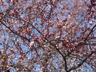 Pink blossom canopy spreading across branches beneath a bright blue sky. Spring renewal, airy abundance, delicate texture, and the soft rhythm of flowering trees in seasonal light.