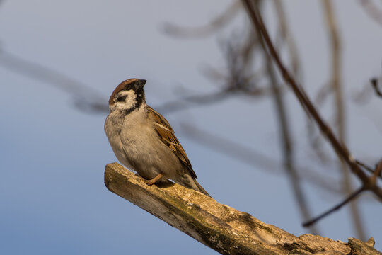 A sparrow looks at the spring sun