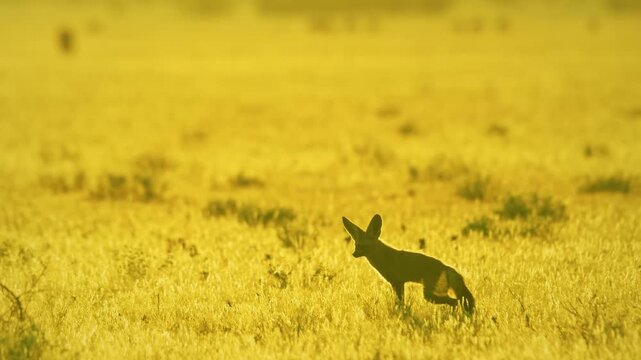 Bat-eared Fox, Otocyon megalotis, hunting for and feeding on termites, genus Hodotermes, Mokala, South Africa. 