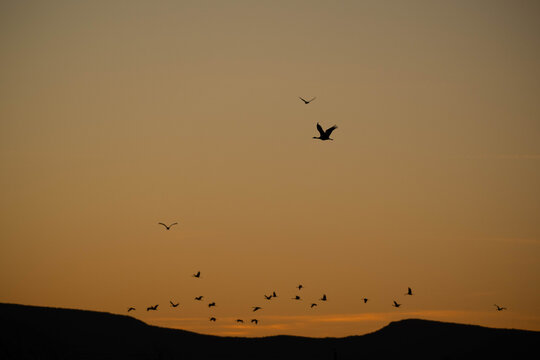 birds in the sunset