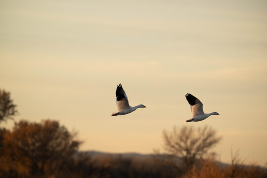 Snow geese in flight