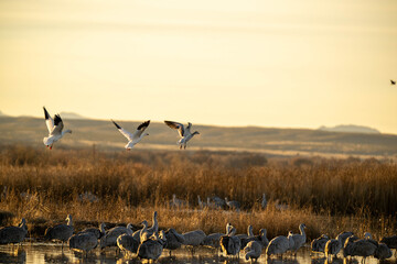 snow geese landing © Kory