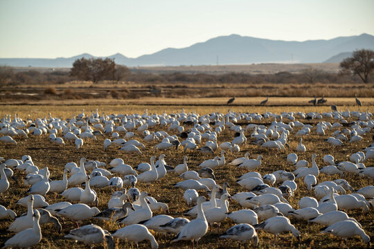 flock of birds