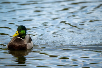 Obraz premium duck on the water