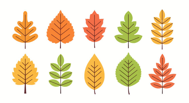 Colorful autumn leaves collection vector illustrations for seasonal designs
