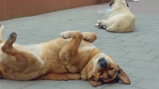 A stray dog rolling on its back and playing on a city sidewalk. Natural playful behavior of a street dog in an urban outdoor environment.