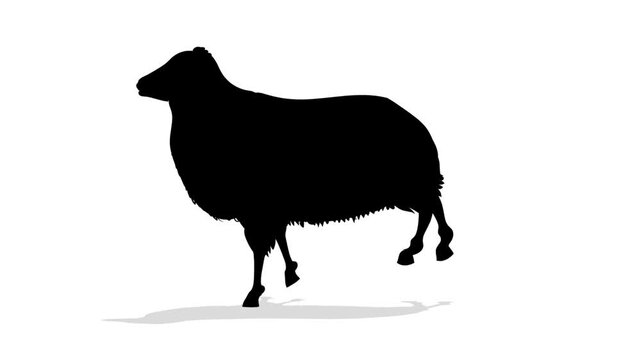 Goat and Sheep Running Vector Animation on Green Screen HD High Quality Video for Composite Motion Graphics